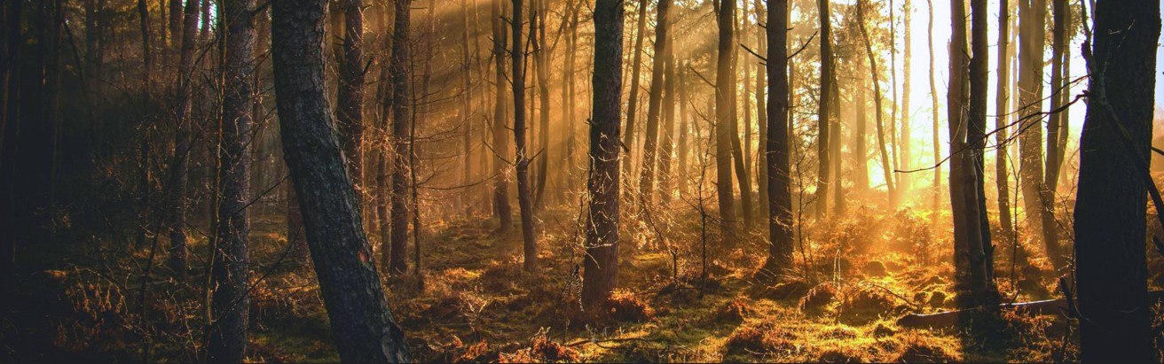 Anniversari d'autore